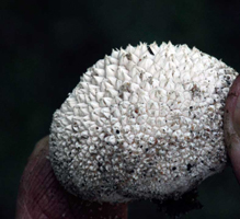 Lycoperdon marginatum – This small soil-dwelling puffball is known by the pyramid-like projections on the surface.